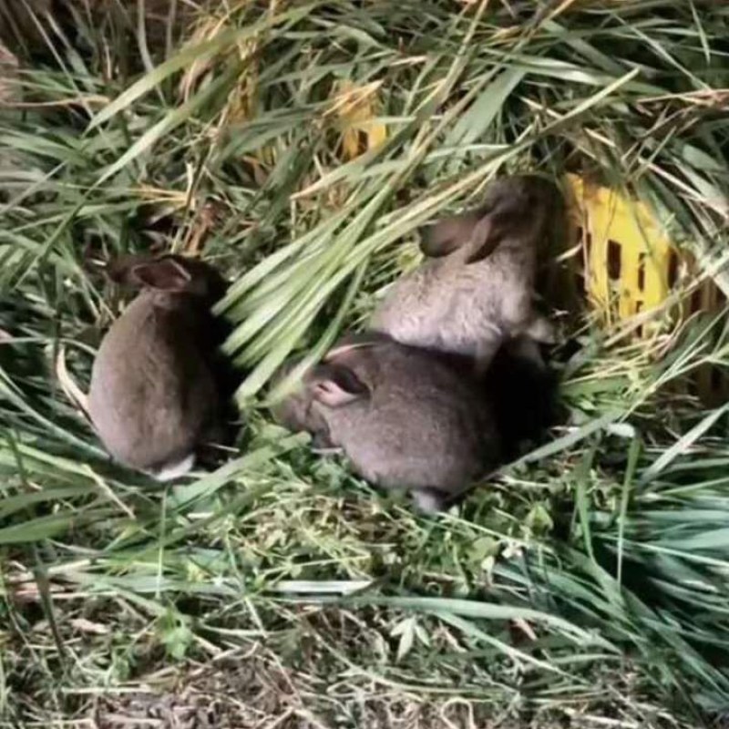 农户散养，以草料为主，现杀烫皮兔，质优，价底！