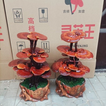 基地供应，灵芝盆景，样式齐全，一手货源，价格美丽