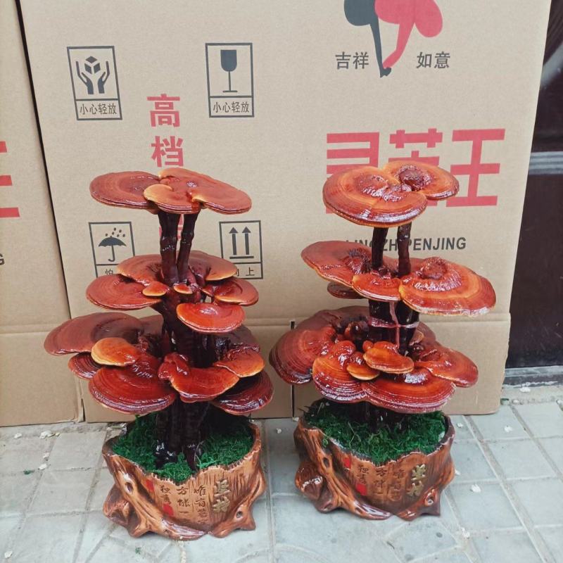 基地供应，灵芝盆景，样式齐全，一手货源，价格美丽