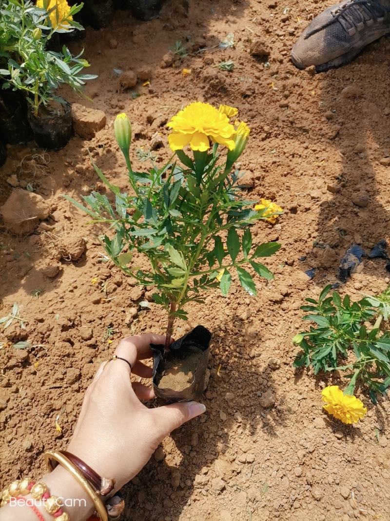 孔雀草