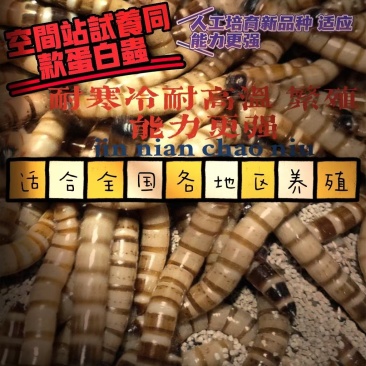 蛋白虫