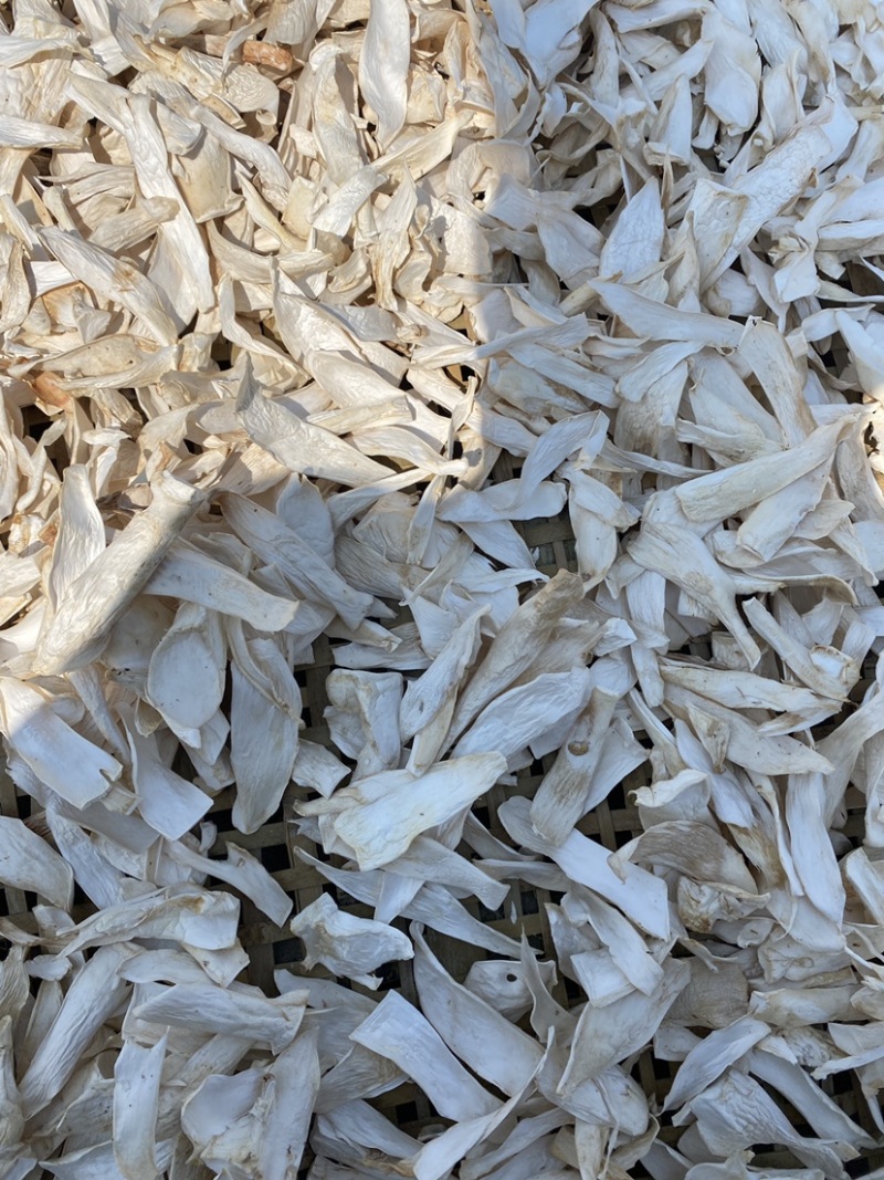 杏鲍菇干杏鲍菇片过筛货干净没有杂志