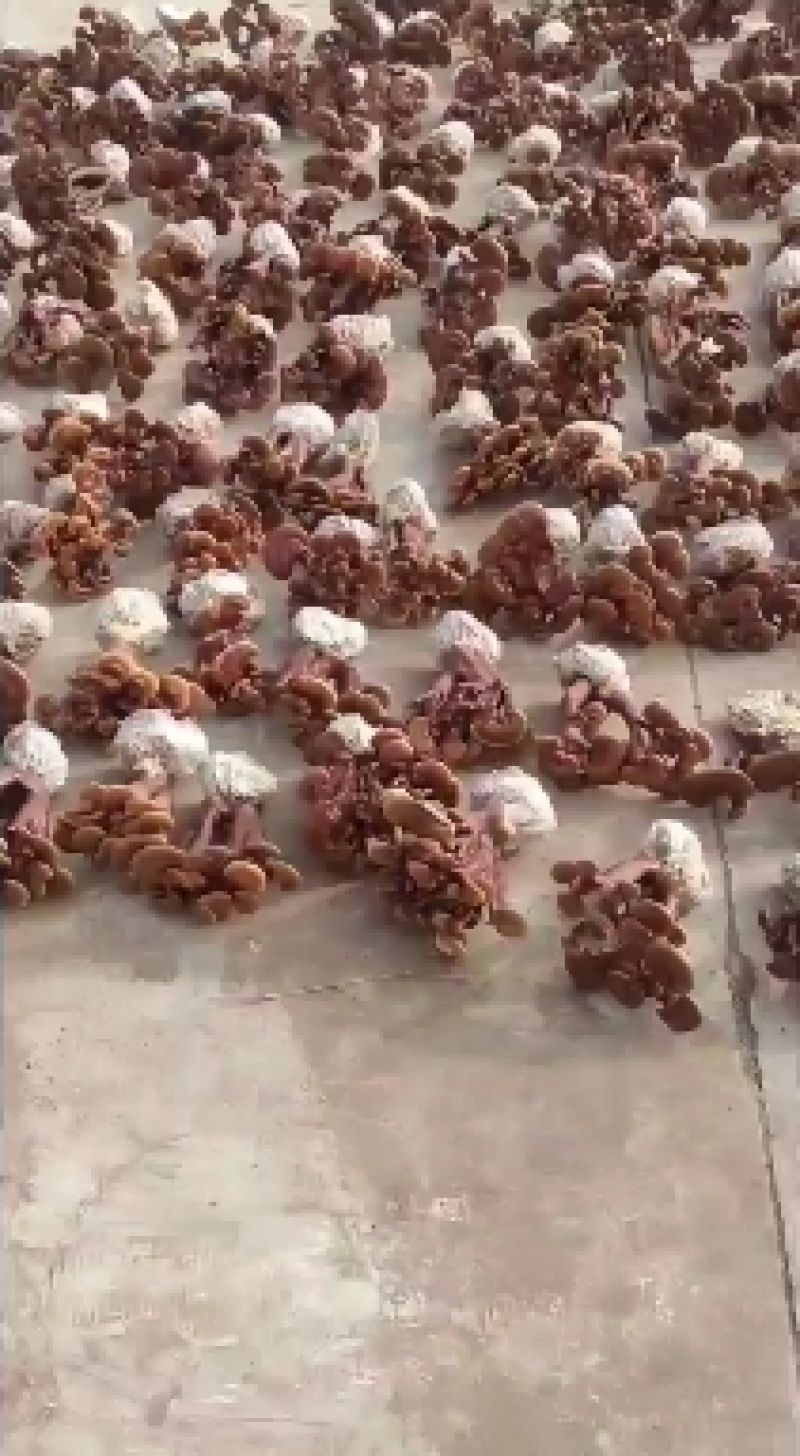 本合作社基地供应灵芝，紫灵芝黑灵芝量大优惠
