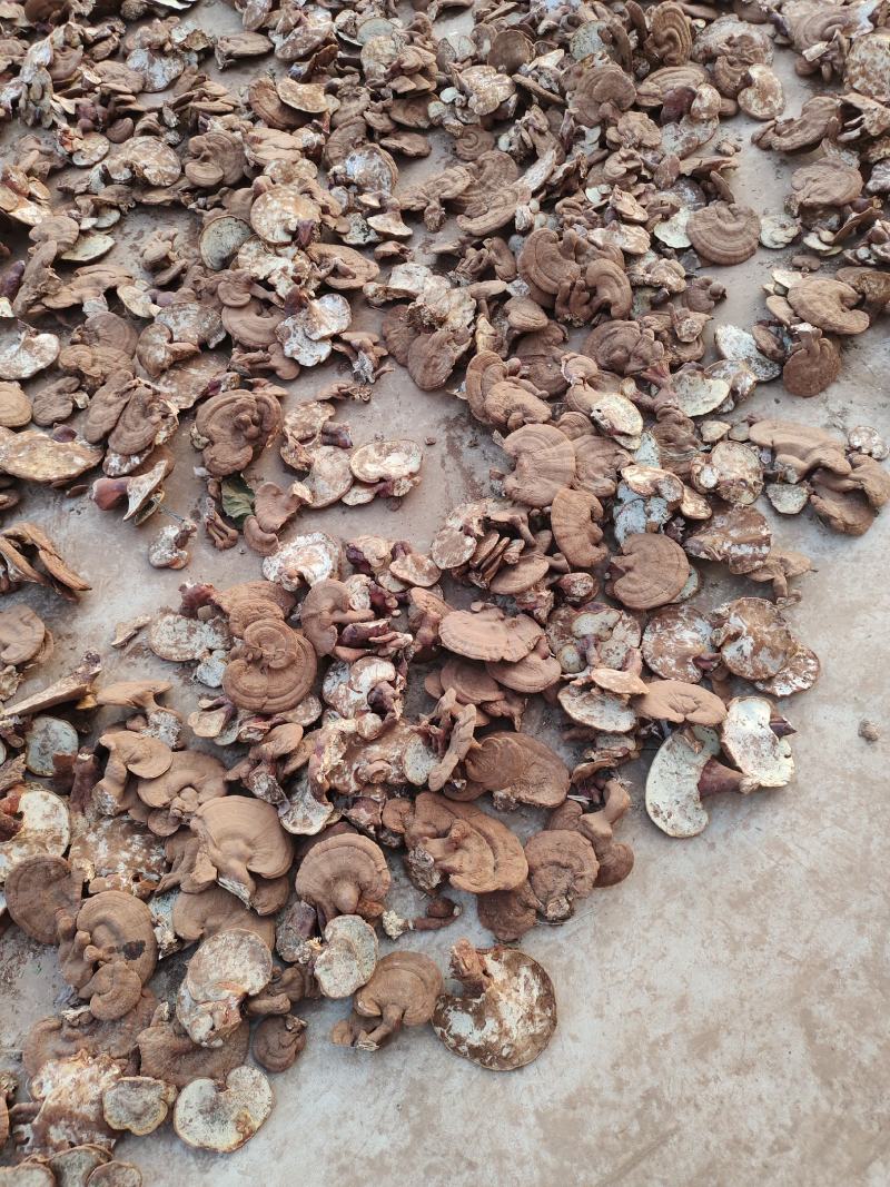 本合作社基地供应灵芝，紫灵芝黑灵芝量大优惠