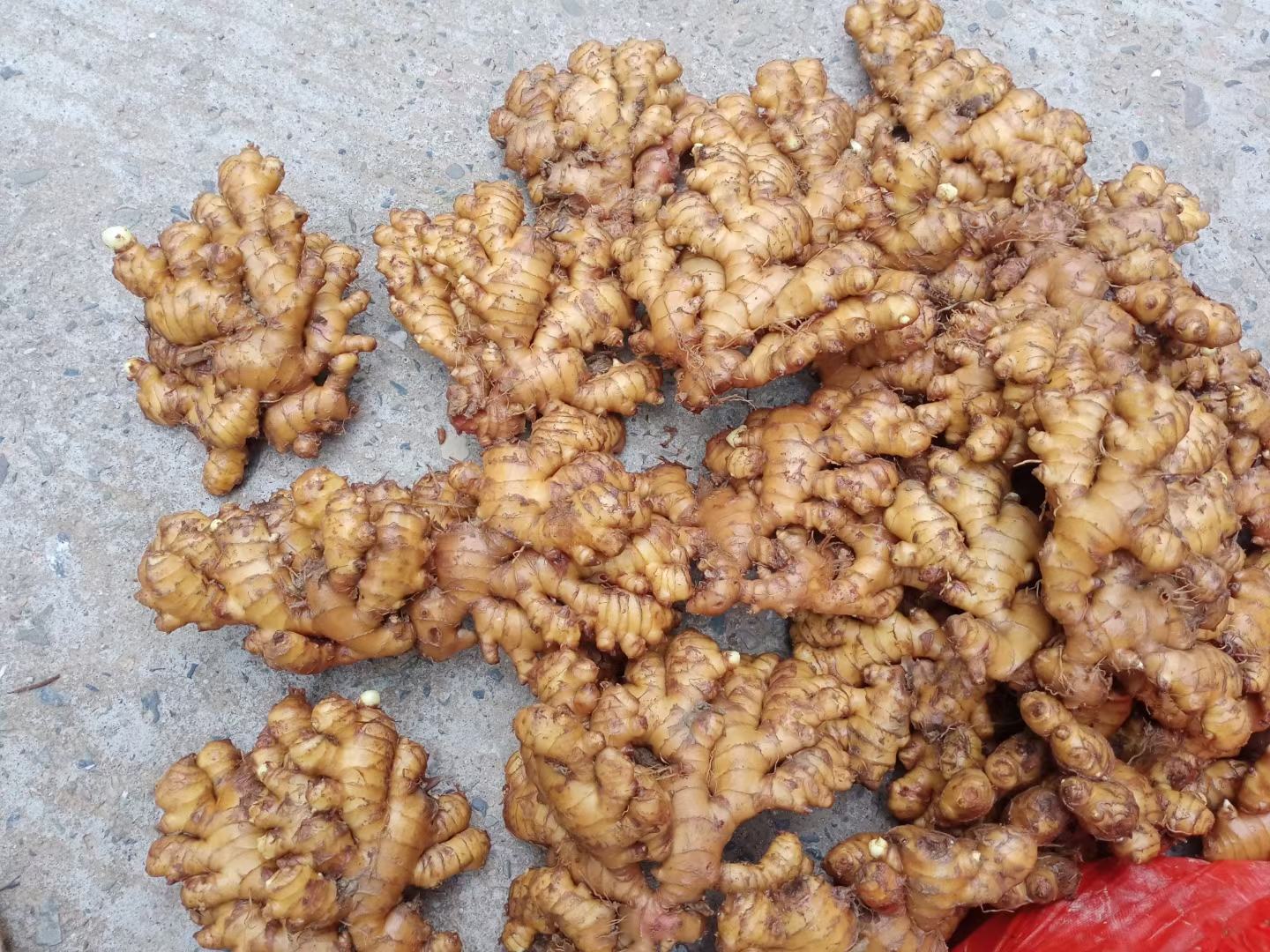 一盘新鲜采摘的浅黄色新生姜,表皮光滑细腻,带有少量泥土,姜块饱满多汁,切面呈淡黄色,质地清脆,旁边配有剪刀和厨房纸巾,展示其鲜嫩状态 新生姜特写