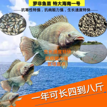 罗非鱼苗，海南一号，保罗，快大，抗病力强，抗寒能力强