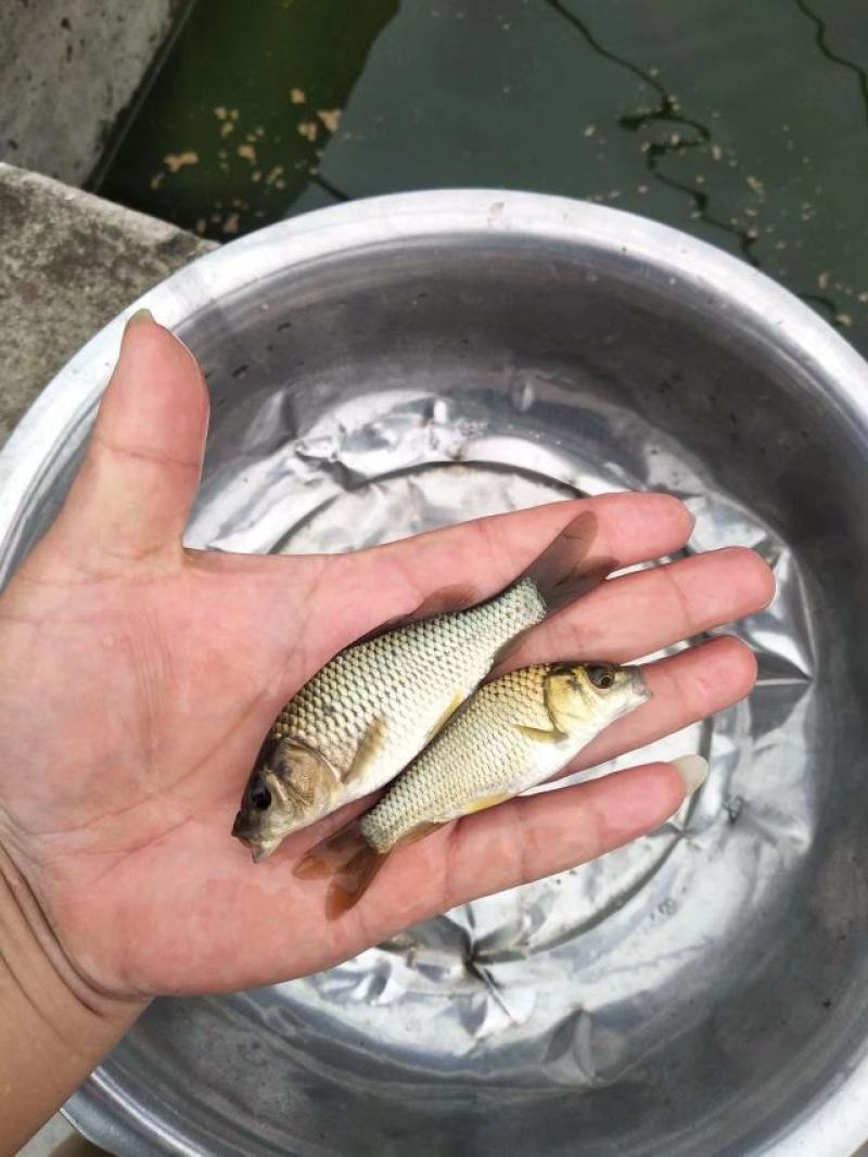 鲤鱼苗稻田鲤鱼中科3号鲫鱼武昌鱼淡水养殖包成活，欢迎订购