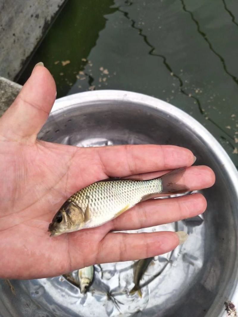 鲤鱼苗稻田鲤鱼中科3号鲫鱼武昌鱼淡水养殖包成活，欢迎订购