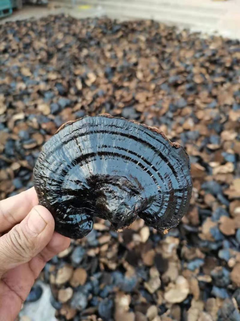 本合作社基地供应灵芝，紫灵芝黑灵芝量大优惠