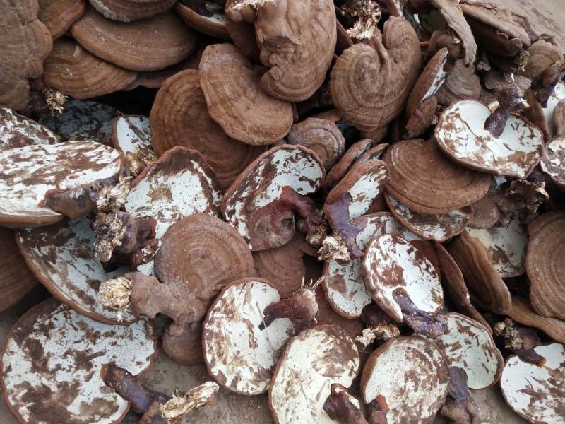 本合作社基地供应灵芝，紫灵芝黑灵芝量大优惠