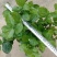 横县茉莉花窝苗盆栽景观花卉绿植【根系发达，基地直发】