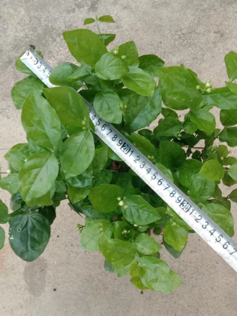 横县茉莉花窝苗盆栽景观花卉绿植【根系发达，基地直发】