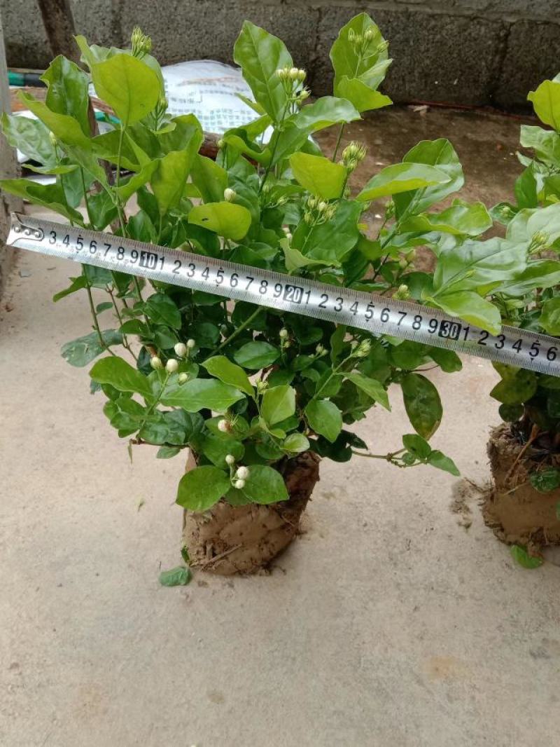 横县茉莉花窝苗盆栽景观花卉绿植【根系发达，基地直发】