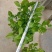 横县茉莉花窝苗盆栽景观花卉绿植【根系发达，基地直发】