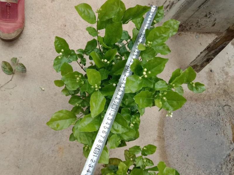 横县茉莉花窝苗盆栽景观花卉绿植【根系发达，基地直发】