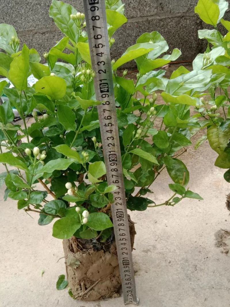 横县茉莉花窝苗盆栽景观花卉绿植【根系发达，基地直发】