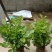 横县茉莉花窝苗盆栽景观花卉绿植【根系发达，基地直发】