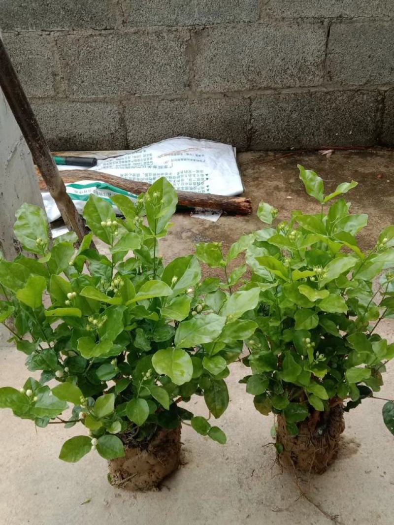 横县茉莉花窝苗盆栽景观花卉绿植【根系发达，基地直发】