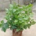 横县茉莉花窝苗盆栽景观花卉绿植【根系发达，基地直发】
