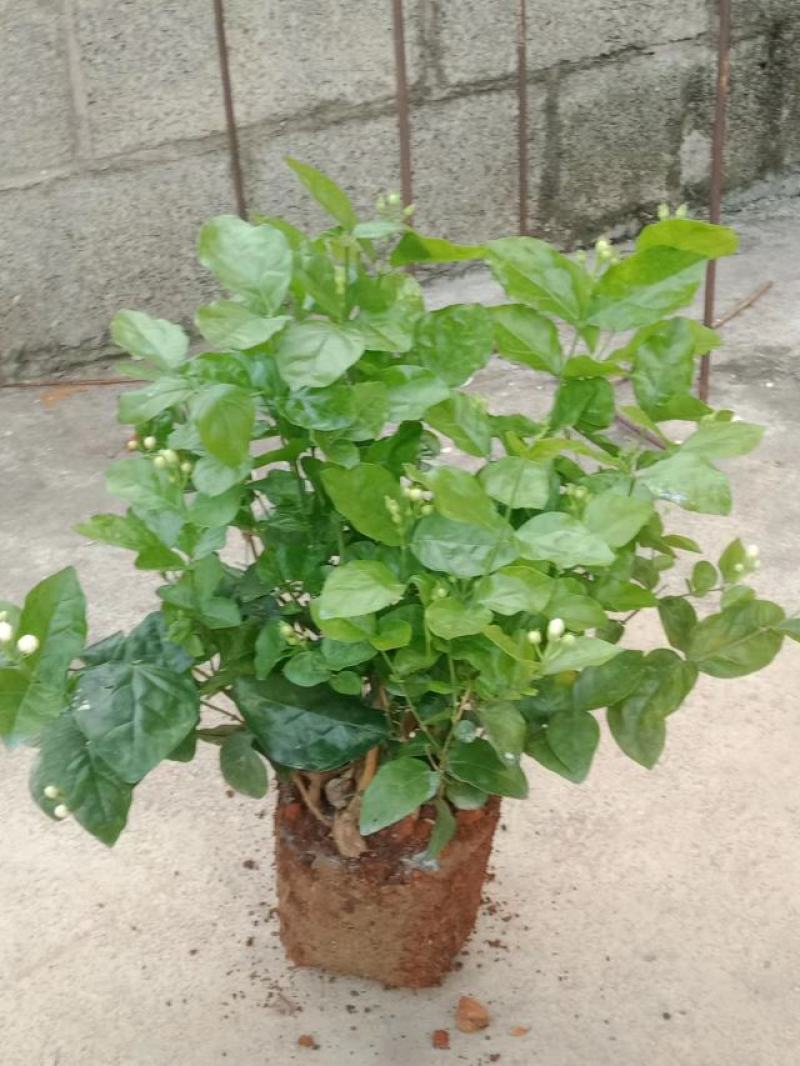 横县茉莉花窝苗盆栽景观花卉绿植【根系发达，基地直发】