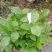 横县茉莉花窝苗盆栽景观花卉绿植【根系发达，基地直发】