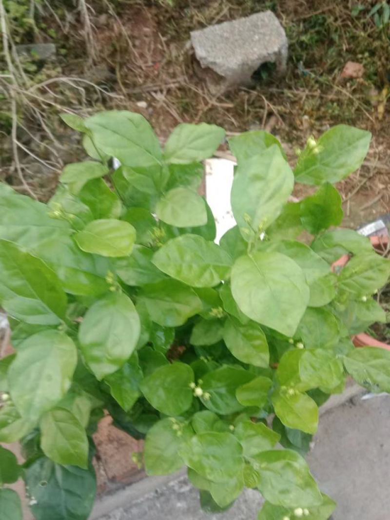 横县茉莉花窝苗盆栽景观花卉绿植【根系发达，基地直发】