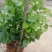 横县茉莉花窝苗盆栽景观花卉绿植【根系发达，基地直发】