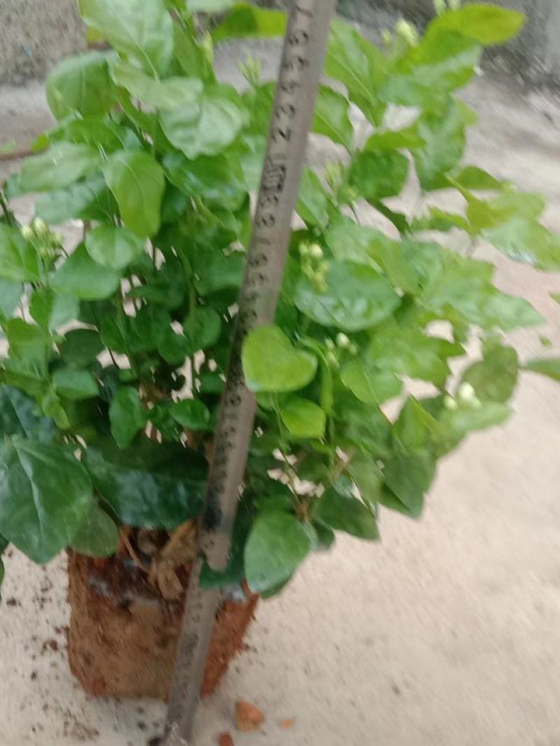 横县茉莉花窝苗盆栽景观花卉绿植【根系发达，基地直发】