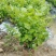 横县茉莉花窝苗盆栽景观花卉绿植【根系发达，基地直发】
