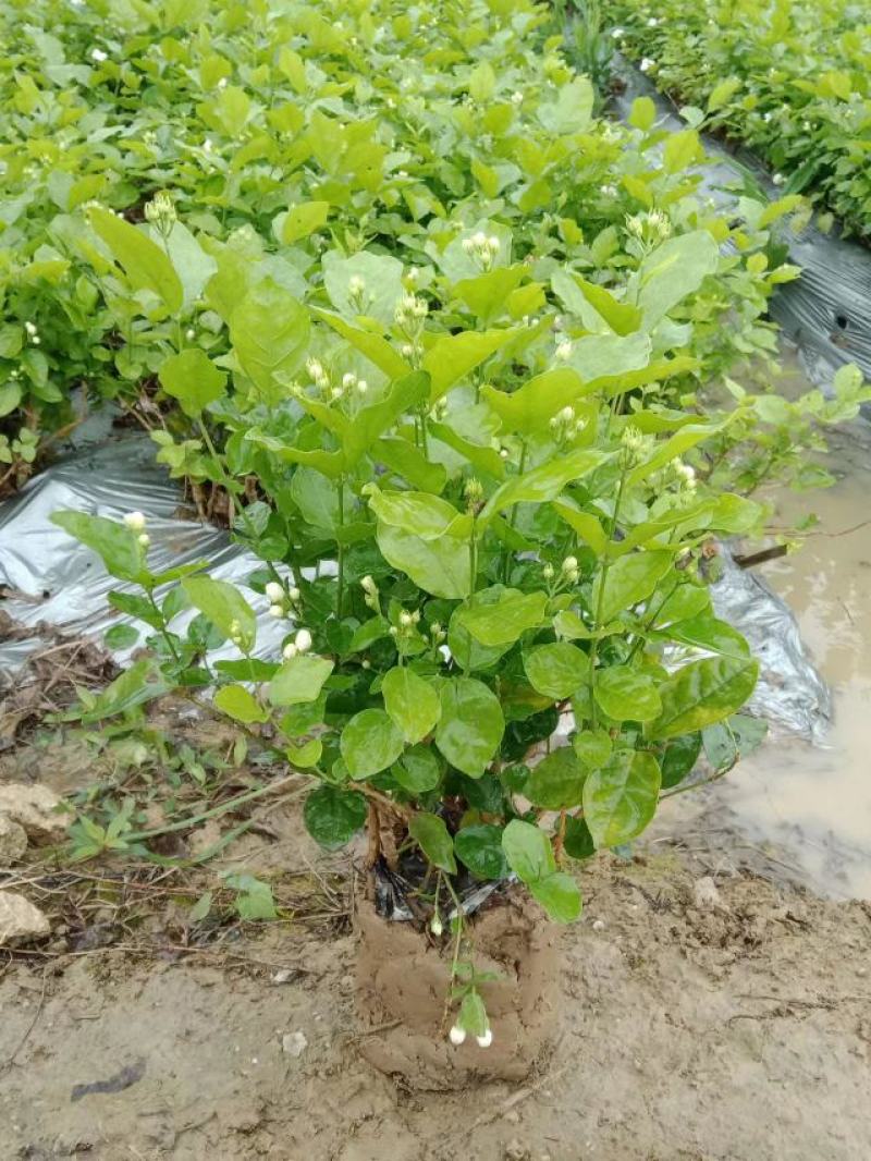 横县茉莉花窝苗盆栽景观花卉绿植【根系发达，基地直发】