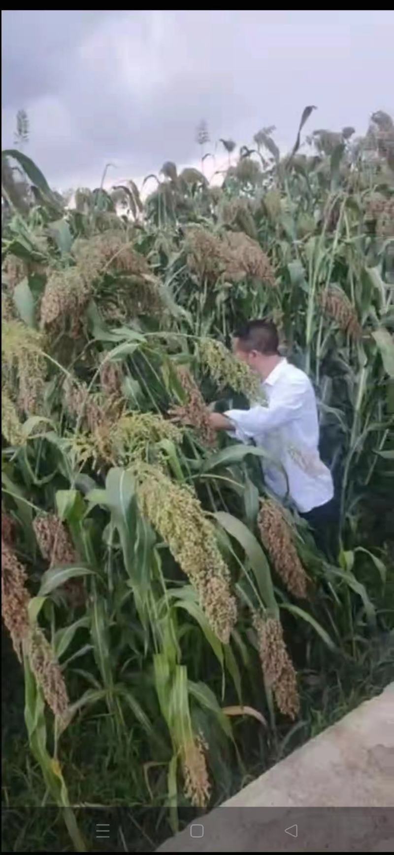 高梁