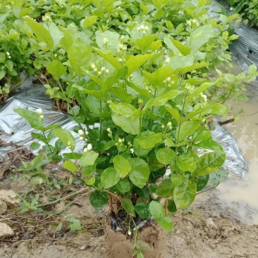 横县茉莉花窝苗盆栽景观花卉绿植【根系发达，基地直发】