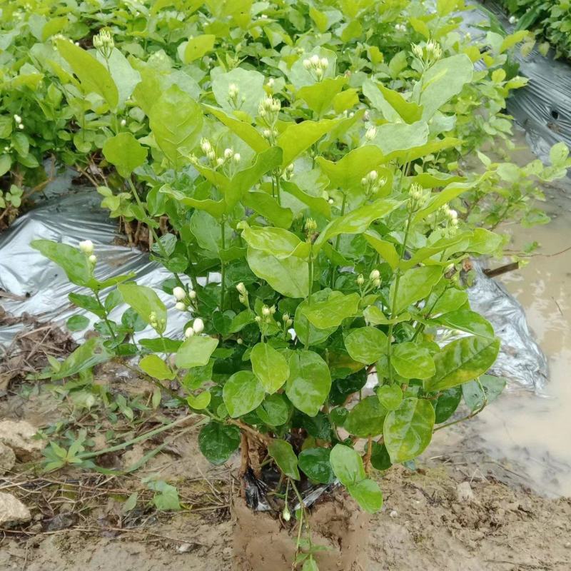 横县茉莉花窝苗盆栽景观花卉绿植【根系发达，基地直发】