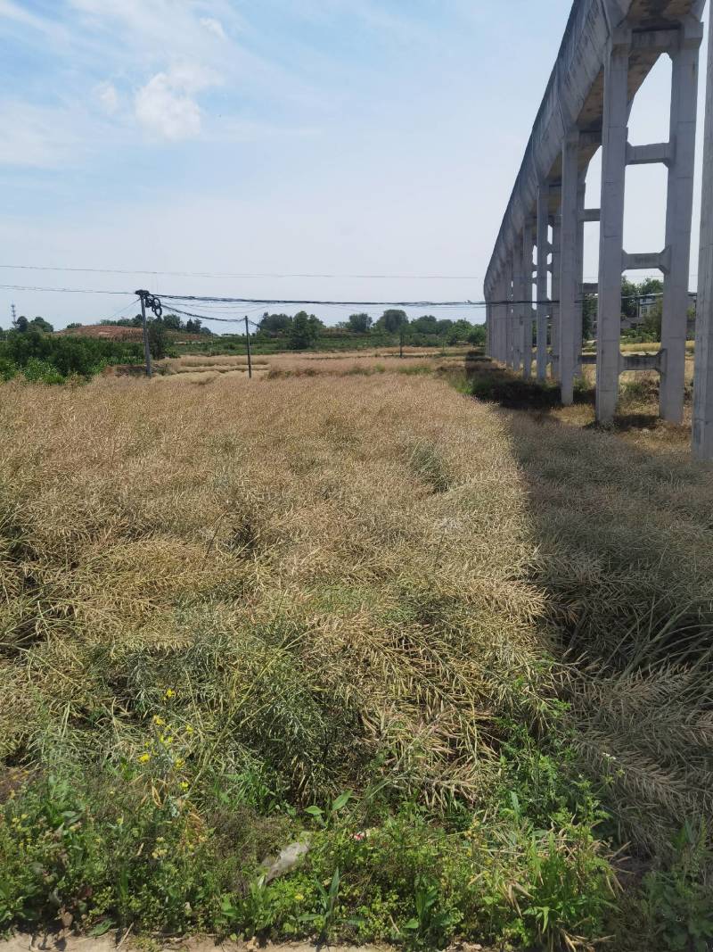 四川成都金堂油菜籽大量上市，一手货源，诚信经营