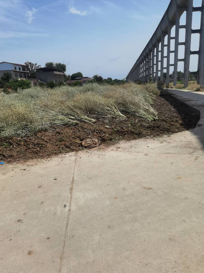 四川成都金堂油菜籽大量上市，一手货源，诚信经营