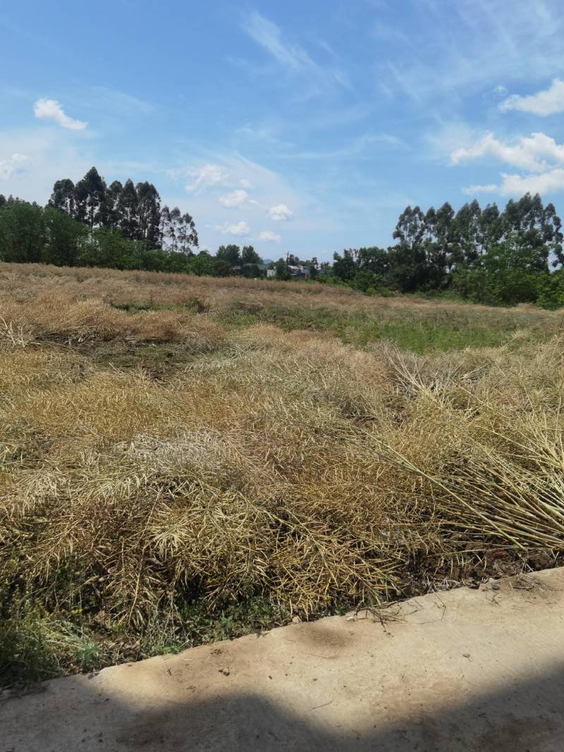四川成都金堂油菜籽大量上市，一手货源，诚信经营