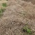 四川成都金堂油菜籽大量上市，一手货源，诚信经营