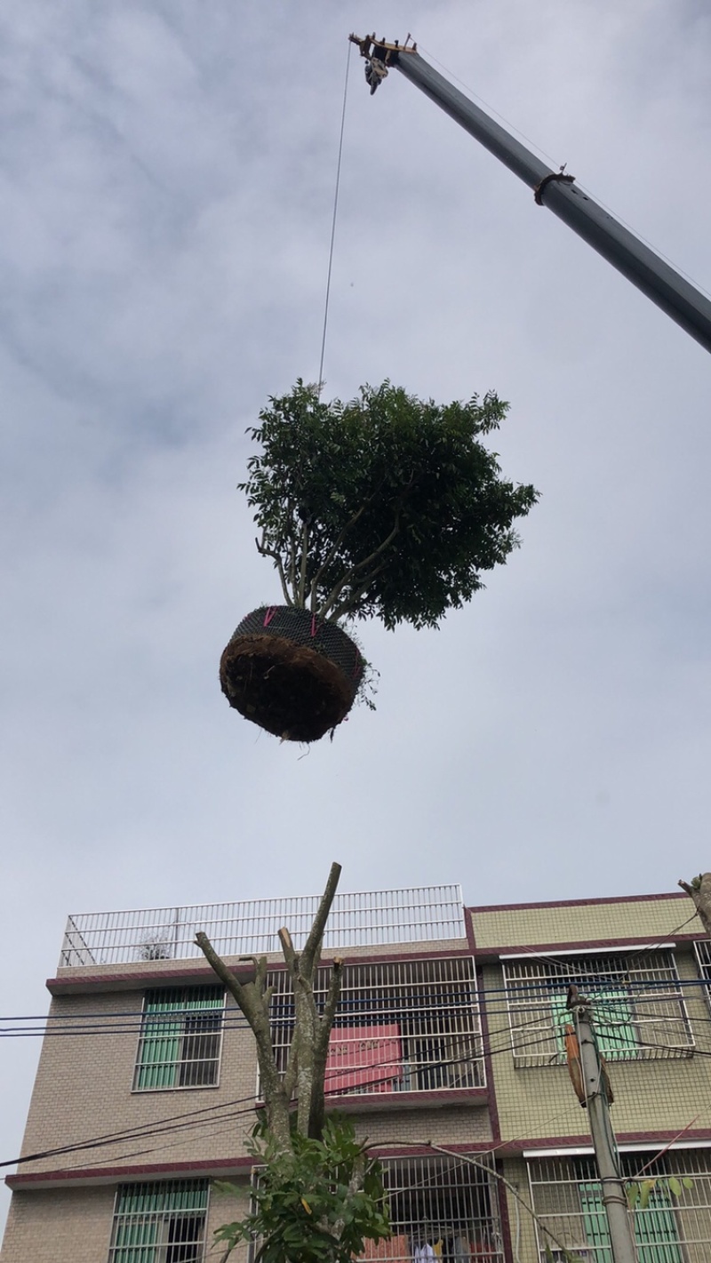 精品黄皮树3米X3米