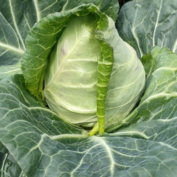 牛心包菜
