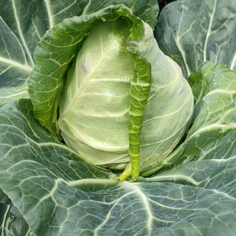 牛心包菜