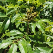 嫁接荔枝苗桂味妃子笑仙进奉挂绿嫁接苗小袋苗中杯苗