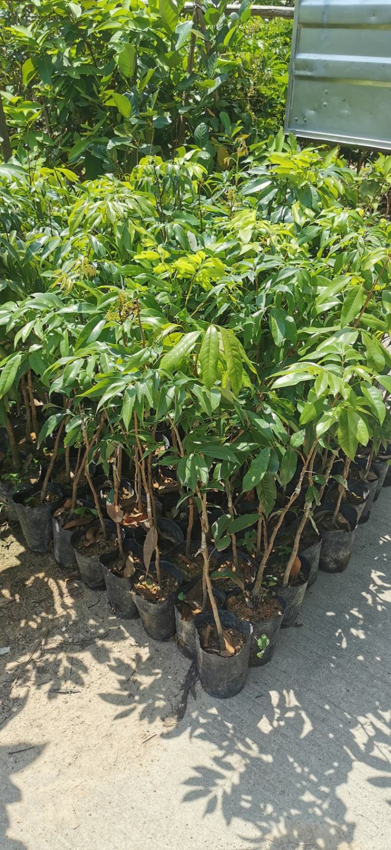嫁接荔枝苗桂味妃子笑仙进奉挂绿嫁接苗小袋苗中杯苗