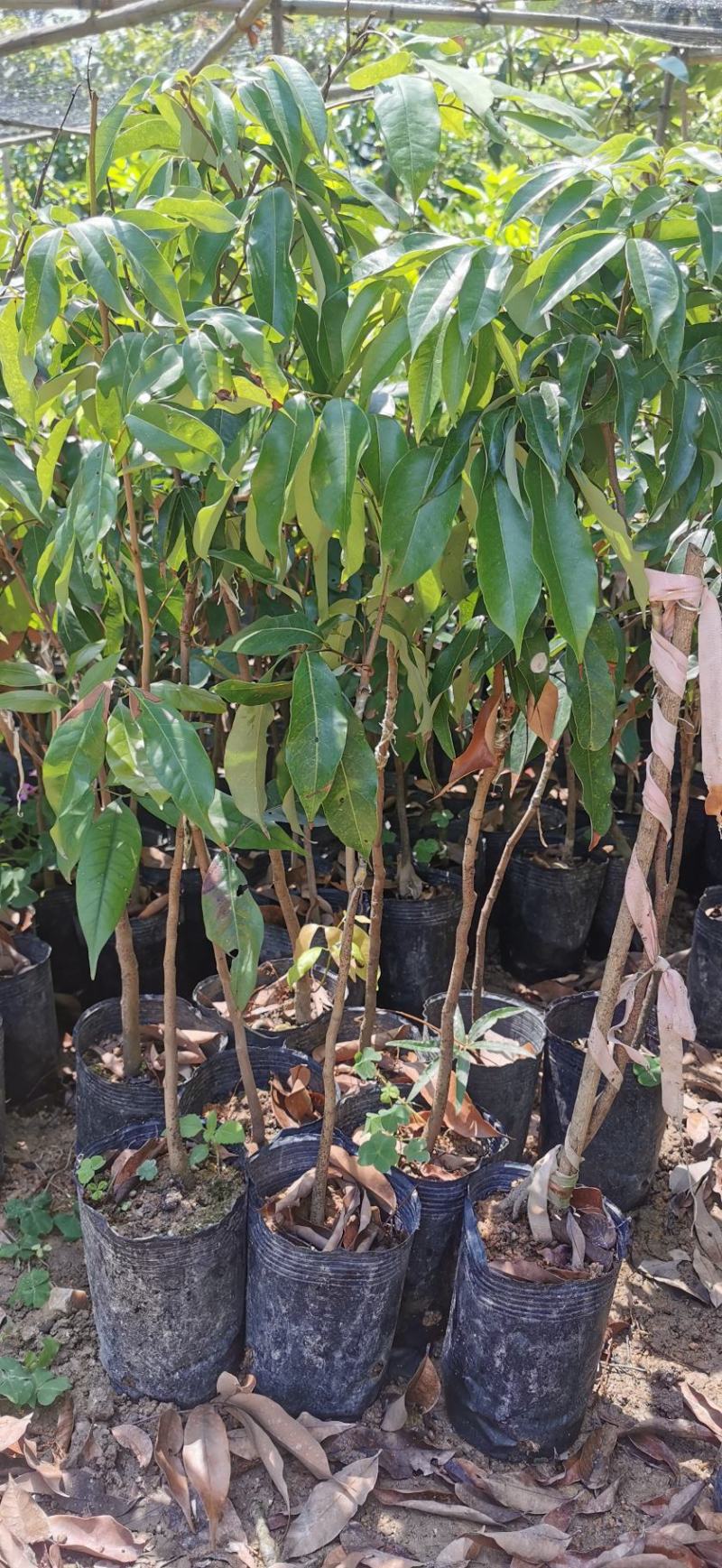 嫁接荔枝苗桂味妃子笑仙进奉挂绿嫁接苗小袋苗中杯苗