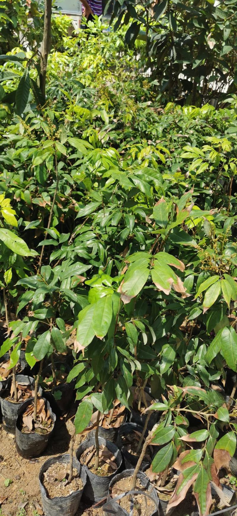 嫁接荔枝苗桂味妃子笑仙进奉挂绿嫁接苗小袋苗中杯苗