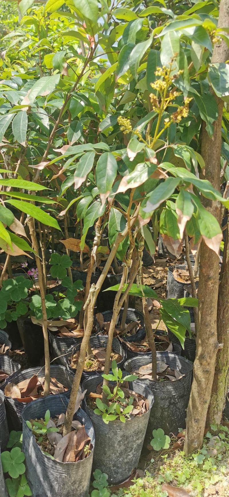 嫁接荔枝苗桂味妃子笑仙进奉挂绿嫁接苗小袋苗中杯苗