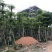 小叶榄仁5-6-8-10-12-15-18-20分