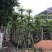 小叶榄仁5-6-8-10-12-15-18-20分