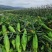 [精品]云南水果玉米产地直销质量保证供应市场商超