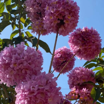 紫花秀球风铃木种植紫花风铃木种植基地苗农直销批发价格