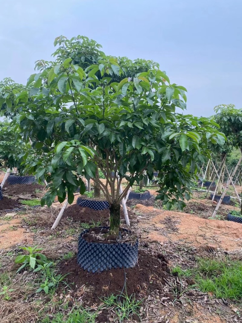 紫花秀球风铃木种植紫花风铃木种植基地苗农直销批发价格